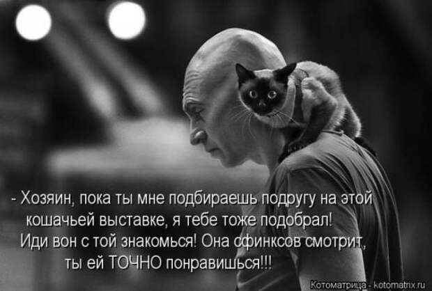 Котоматрицы