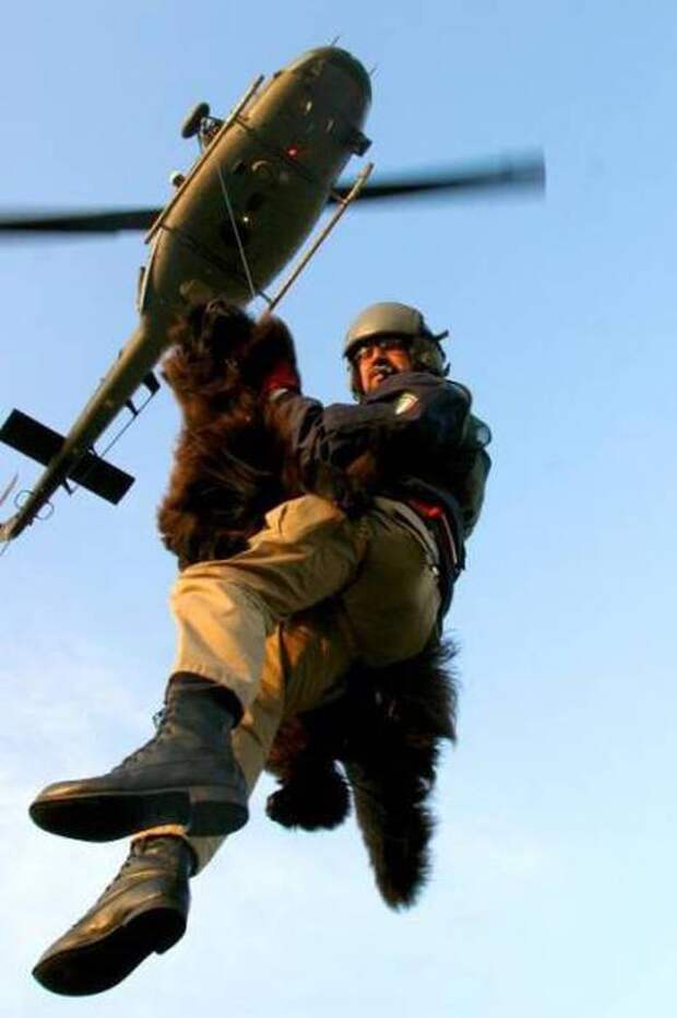 Пес-спасатель – незаменимый сотрудник береговой охраны собака, спасетель