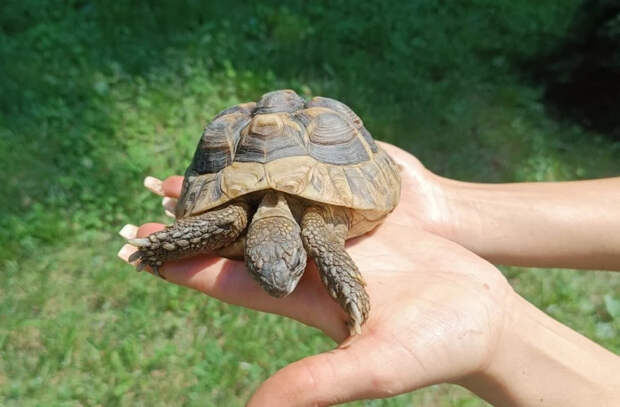 Эпопея черепахи, украденной из зоопарка: объяснение молодого человека