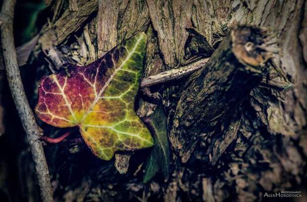 разноцветный осенний листок