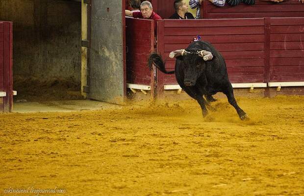 14 любопытных фактов о португальской корриде corrida09 14 любопытных фактов о португальской корриде