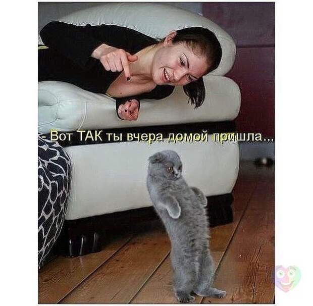 22 котоматрицы