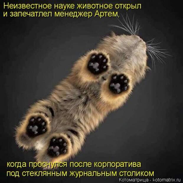Новая котоматрица для всех (33 фото)