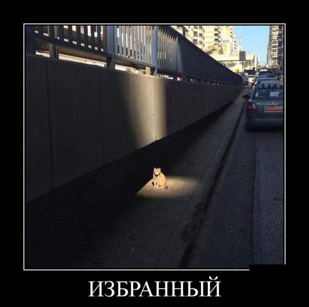 Подборка  демотиваторов демотиваторы, юмор