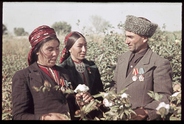 Депутат Верховного совета Таджикской ССР, герой соцтруда, председатель колхоза на сборе хлопка