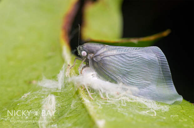 50 блестящих макрофотографий насекомых. Фотограф Ники Бэйe