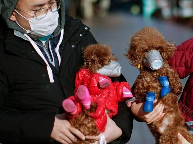 Ветеринары предупреждают, люди все-таки могут заразить коронавирусом домашних животных