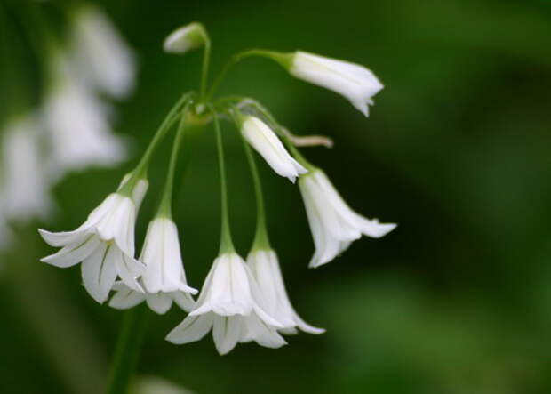 2_Allium (520x372, 31Kb)