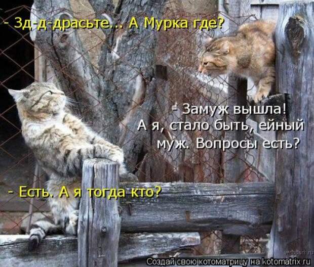 Новая котоматрица на Бугаге (32 фото)