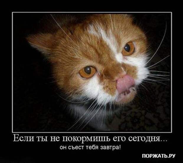 Демотиваторы про котэ (30 фотэ)