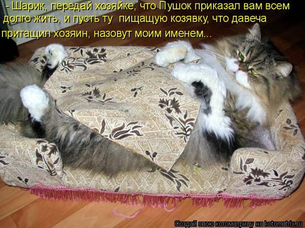 Котоматрица - - Шарик, передай хозяйке, что Пушок приказал вам всем долго жить, и пу