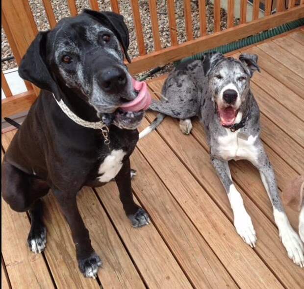 This week on Meet the Giants, the Great Dane! Come learn about this majestic breed with us!
