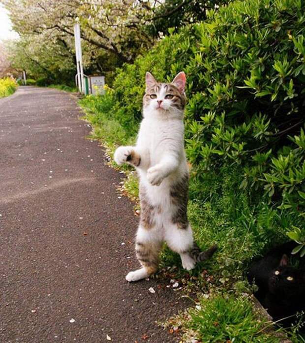 lolcats80 100 лучших фотографий кошек всех времен и народов