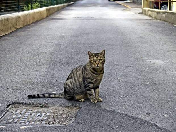 Кошка на дороге, фото кошки фотография картинка