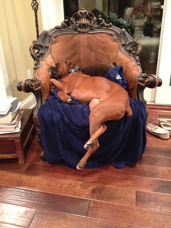 sleeping boxer arm chair: