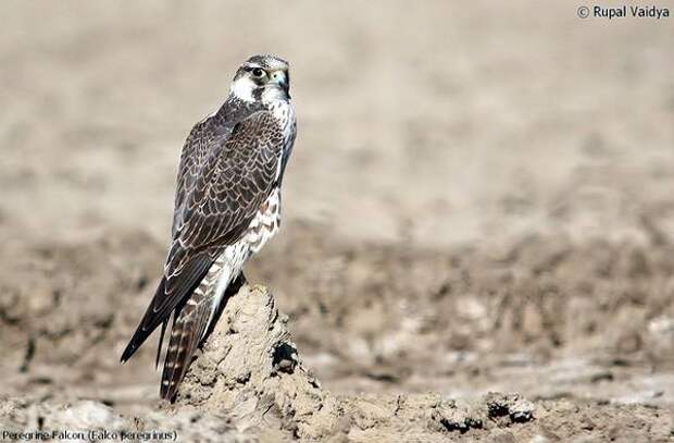 Cокол-сапсан (Falco peregrinus), фото хищные птицы фотография