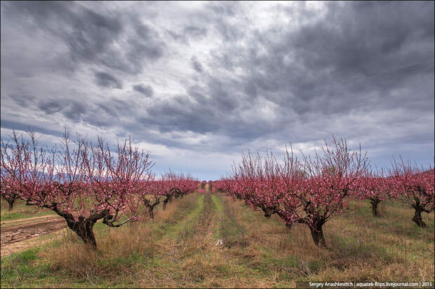 Цветение персиков в Крыму,