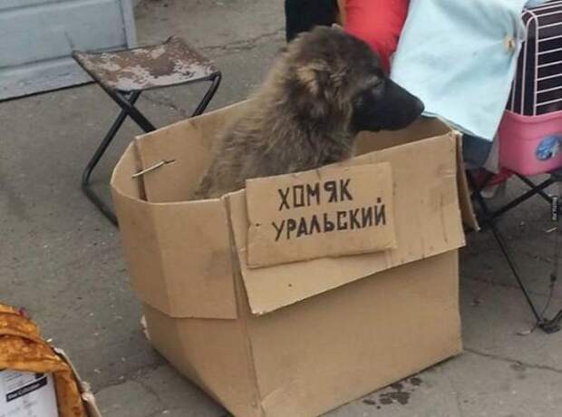 20 самых убедительных объявлений
