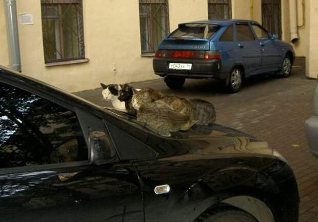 Эх, Россия (72 фото) Эх, Россия (72 фото)