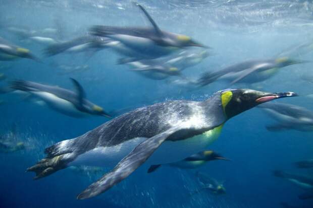 Маккуори – крошечный зелёный остров, где правят пингвины Маккуори, остров, пингвины