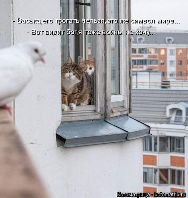 Лучшие котоматрицы недели