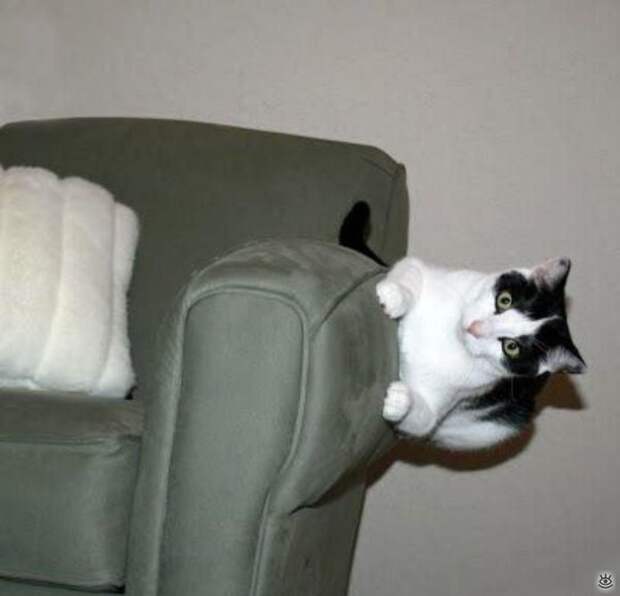 Коты, которых не берёт сила притяжения 2