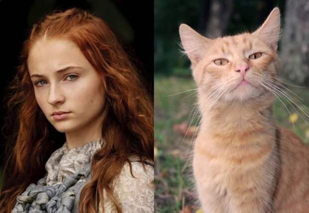 Кошки в роли актёров сериала "Игра престолов" (18 фото) Кошки в роли актёров сериала "Игра престолов" (18 фото)