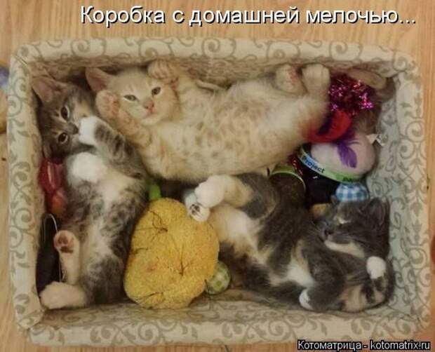 Лучшие котоматрицы недели