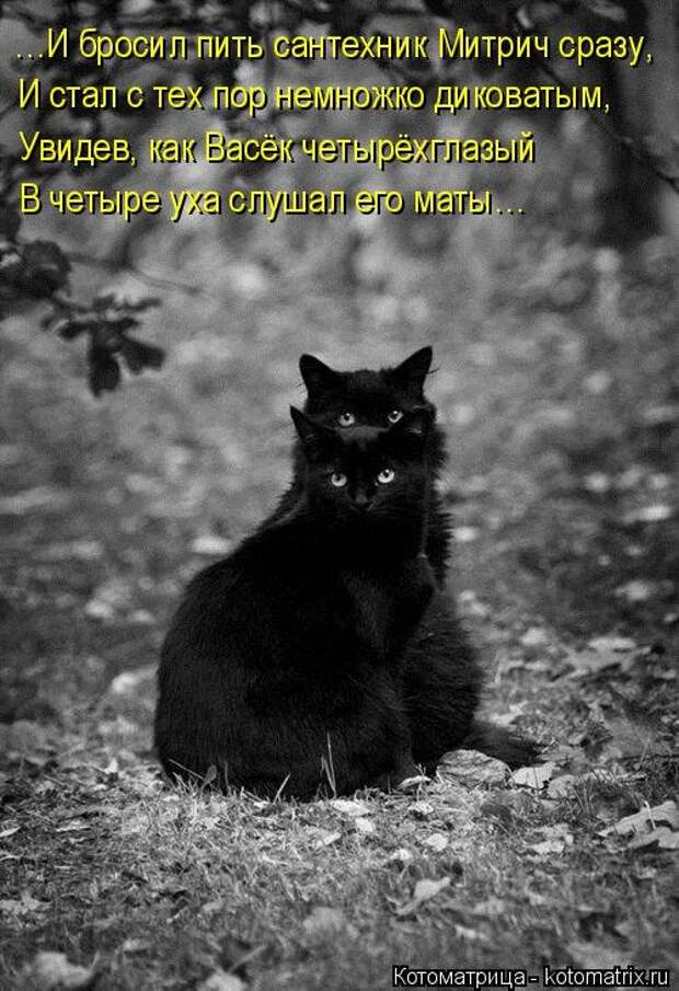 Лучшая котоматрица недели (30 фото)