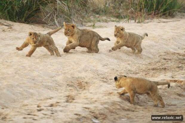 funny_animals_016