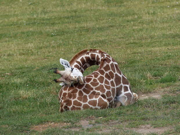 Как спят жирафы?