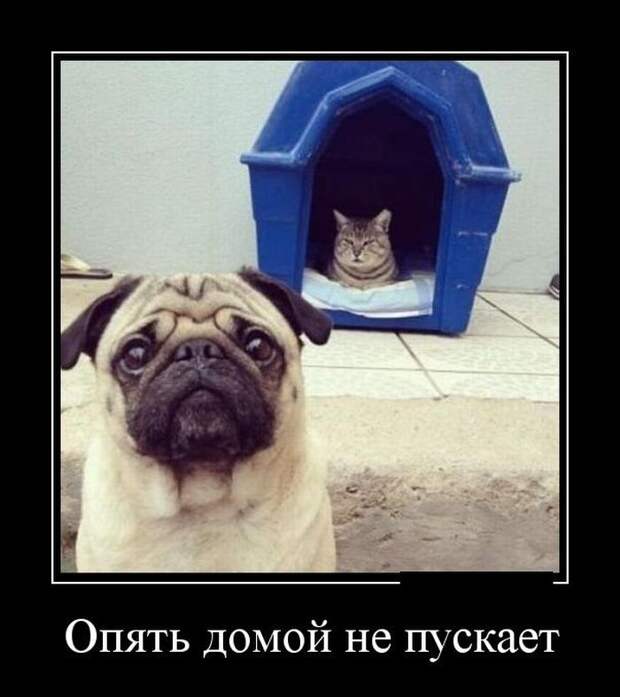 Демотиваторы  демотиваторы, прикол, смех, юмор