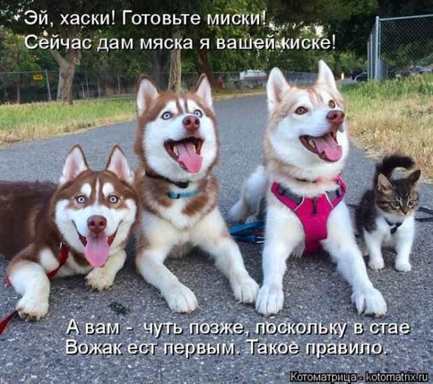 Лучшие котоматрицы недели