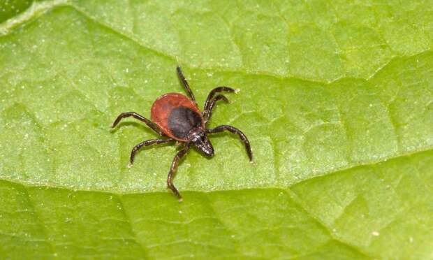 Осторожно, клещи: в Архангельской области обновили список эндемичных территорий