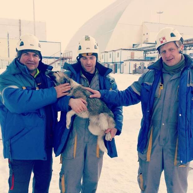 Мужчины закрепили собаку спасательными ремнями и вместе с ней спустились на землю ynews, Чернобыль, видео, животные, саркофаг, собака, спасение, укрытие-2