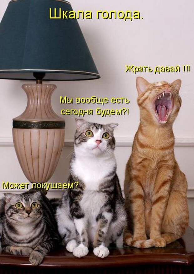 животные