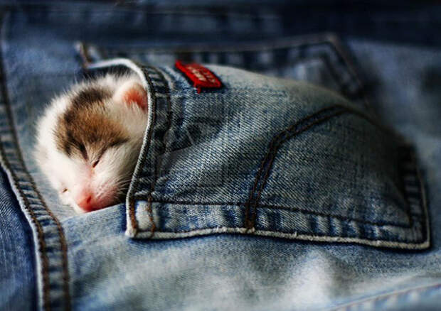 22. Карманный котенок 22. Карманный котенок котенок, сон