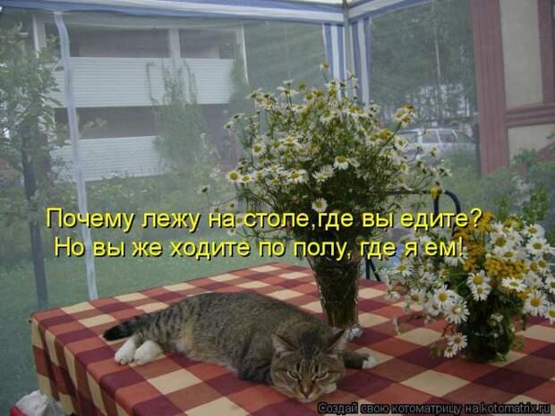 Лучшие котоматрицы недели