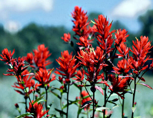 Indian_Paintbrush_in_Grand_Teton_NP-NPS (700x538, 527Kb)