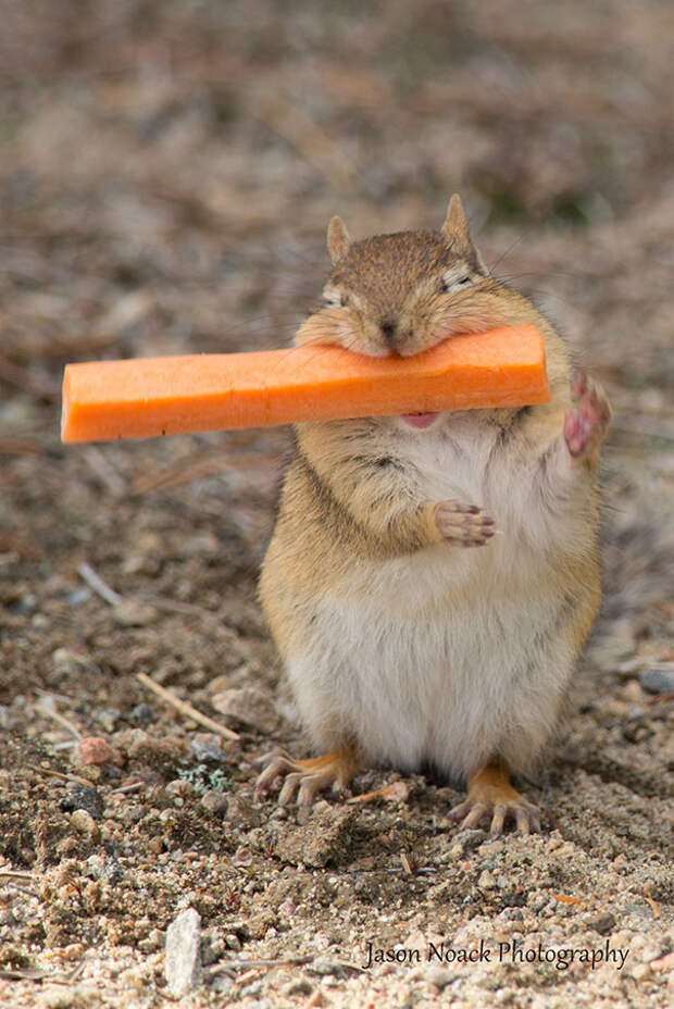 funny-animals-eating-82__605