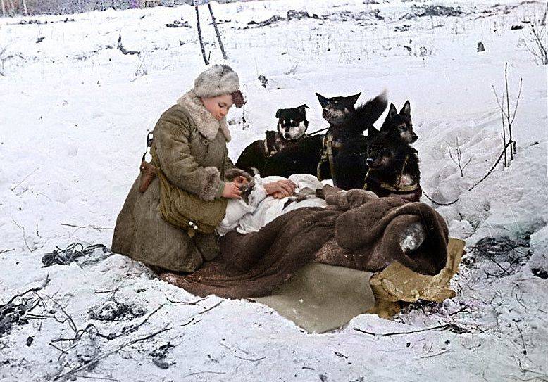 Дуэль русской собаки и немецкого пса