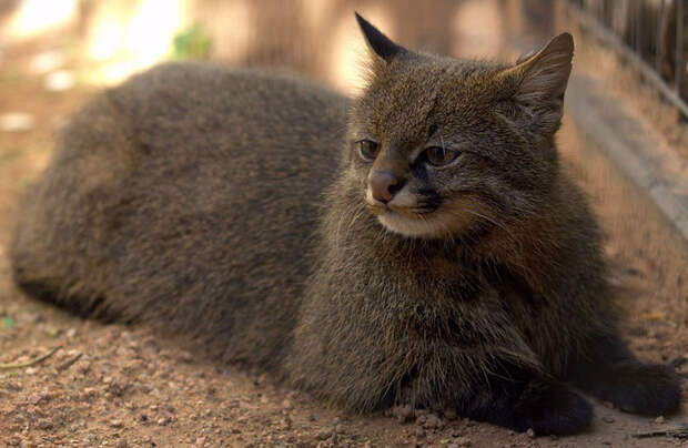 Редкие таинственные дикие кошки