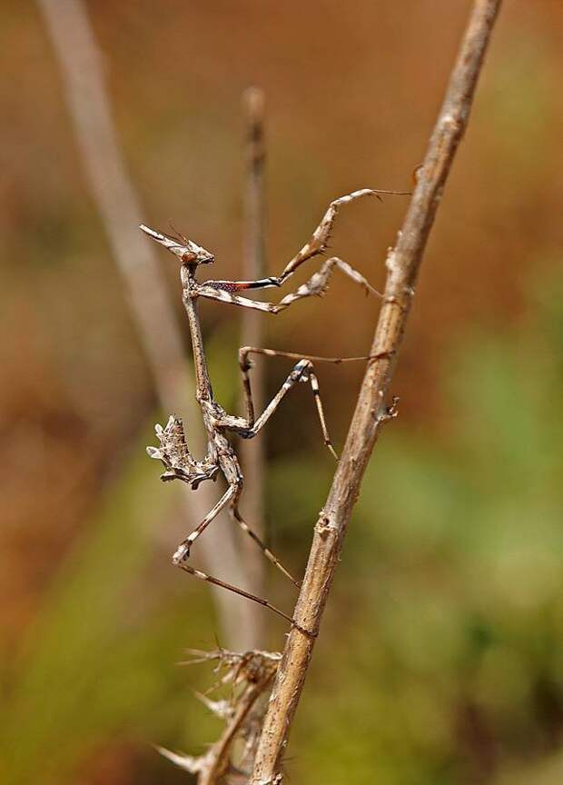 Empusa pennata  