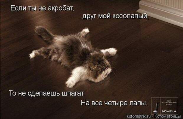 Котоматрица