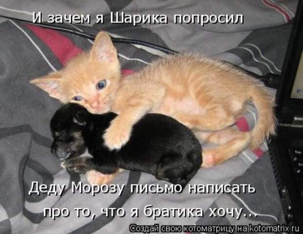 Свежая котоматрица на Бугаге (25 фото)