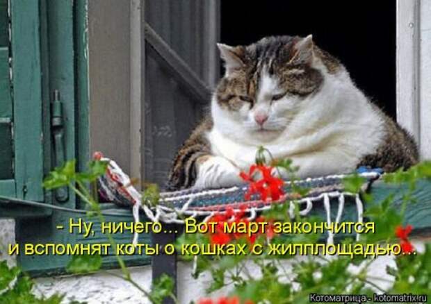Новая котоматрица (38 фото)