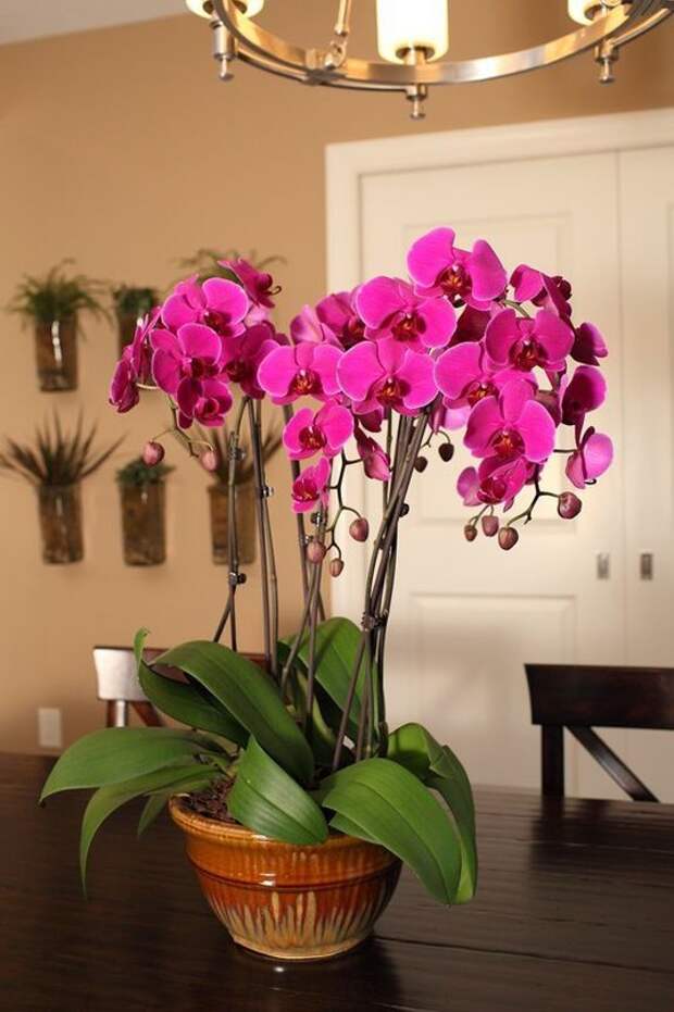 Как ухаживать за орхидеей после магазина. Комнатный цветок Орхидея фаленопсис. Фаленопсис Орхидные. Фаленопсис Gili. Фаленопсис розовая пантера.