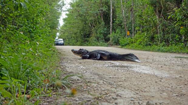 Аллигатор перевернул автомобиль с девушкой