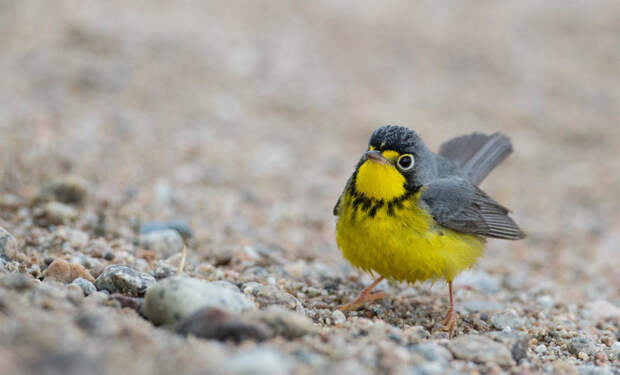 A Canada warbler. Davies and his group saw about 14,000 of these, roughly 2 percent of their overall tally.