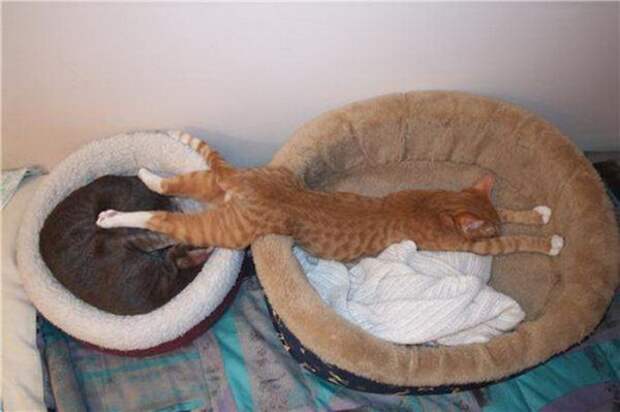 1328653585_cats-4